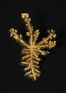 Gold Botanical on Black