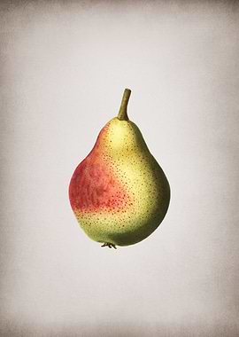 Vintage Pear
