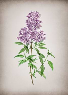 Vintage Persian Lilac