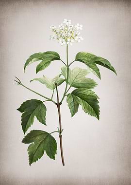 Vintage Guelder Rose