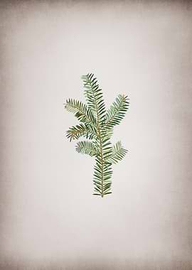 Vintage English Yew Branch
