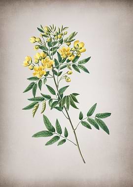 Vintage Argentine Senna