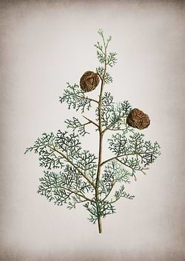 Mediterranean Cypress