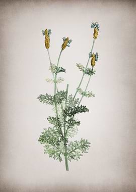 Vintage Spanish Lavender