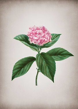 Vintage French Hydrangea