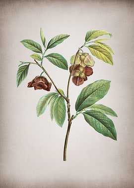 Vintage Papaw Tree Branch