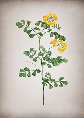 Vintage Scorpion Vetch