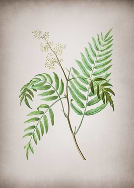 Vintage Peruvian Pepper