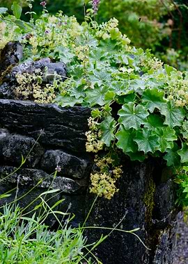 Burren Perfumery Garden