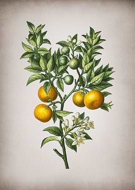 Vintage Bitter Orange