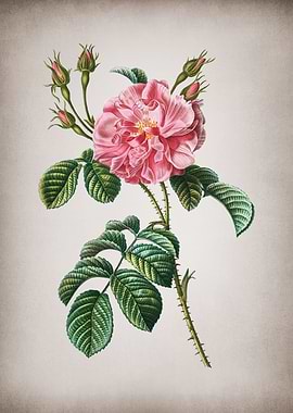 Vintage Pink Wild Rose