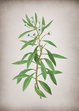 Vintage Globe Daisy Shrub