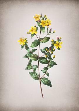 Vintage Stinking Tutsan