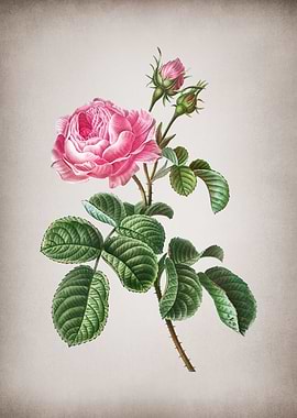 Vintage Provence Rose