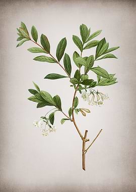 Vintage White Honeysuckle