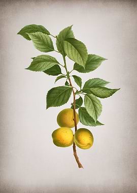 Vintage Briancon Apricot