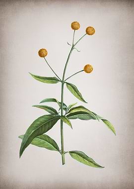 Vintage Orange Ball Tree