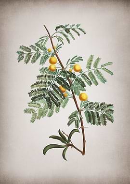 Vintage Sweet Acacia