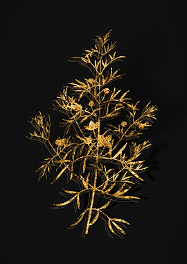 Gold Botanical on Black