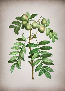 Vintage Service Tree