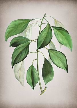 Vintage Camphor Tree