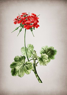Vintage Scarlet Geranium
