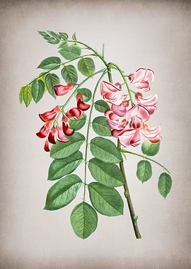 Vintage Robinier Rose