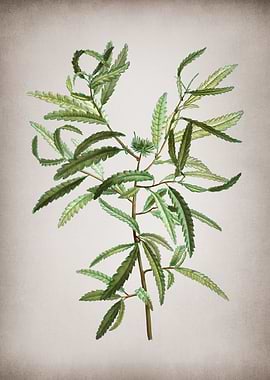 Vintage Sweetfern