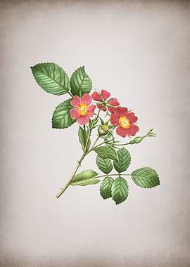 Vintage Redleaf Rose