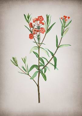 Vintage Bog Laurel Bloom