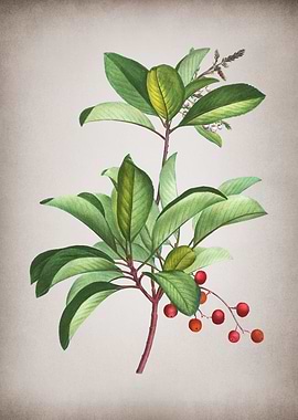 Vintage Greek Strawberry