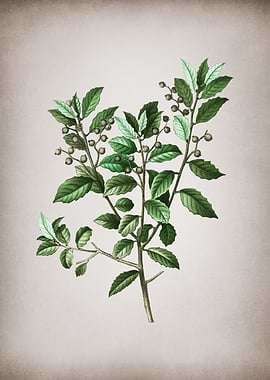 Vintage Evergreen Oak