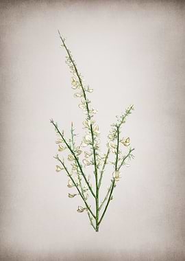 Vintage White Broom