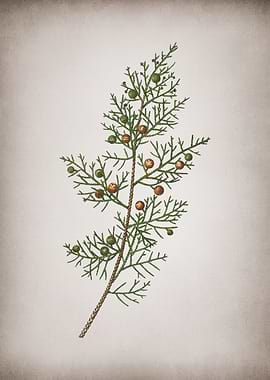 Vintage Phoenicean Juniper