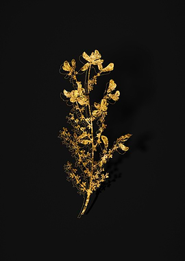 Gold Flora on Black