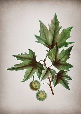 Vintage Old World Sycamore