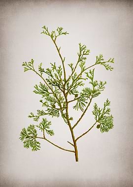 Vintage White Cypress