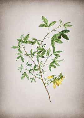 Vintage Stinking Bean