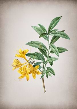Vintage Yellow Azalea