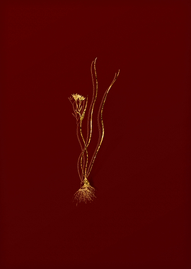 Gold Flora on Red