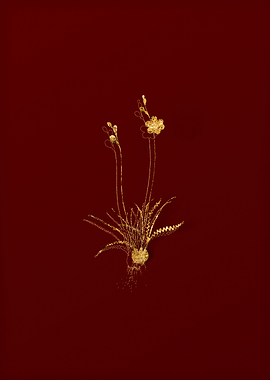 Gold Botanical on Red