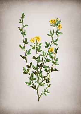 Vintage Yellow Jasmine