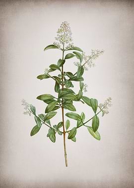 Vintage Wild Privet