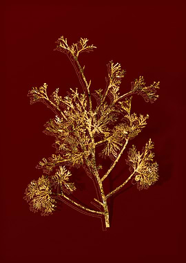 Gold Botanical on Red