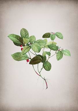 Vintage Wintergreen Plant