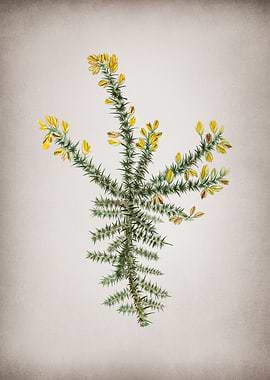 Vintage Yellow Gorse