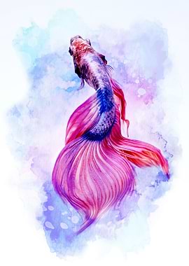 Betta Splendens Fish