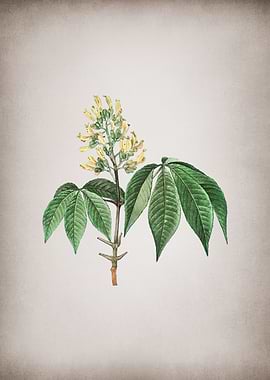 Vintage Yellow Buckeye