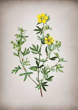 Vintage Yellow Buttercup