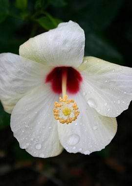 Hibiscus